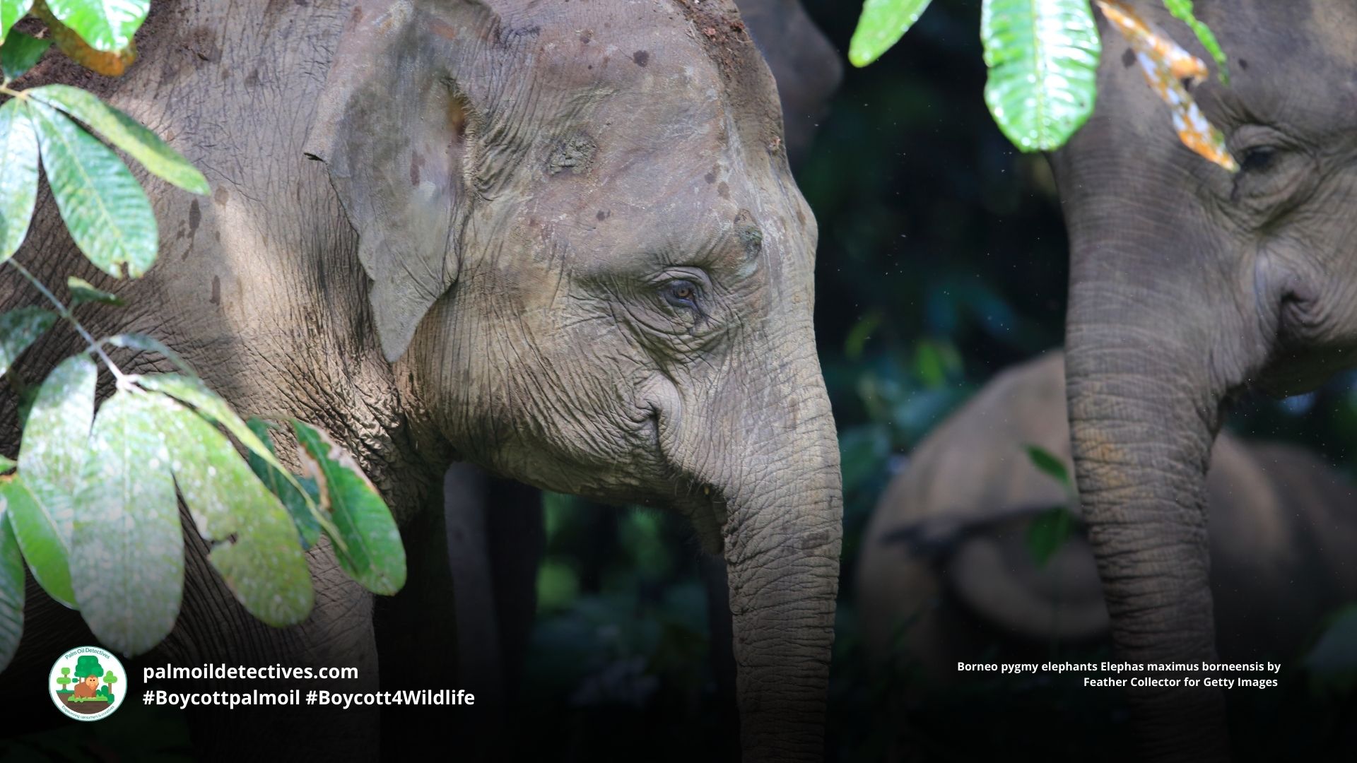 Borneo pygmy elephants Elephas maximus borneensis close-up of face 