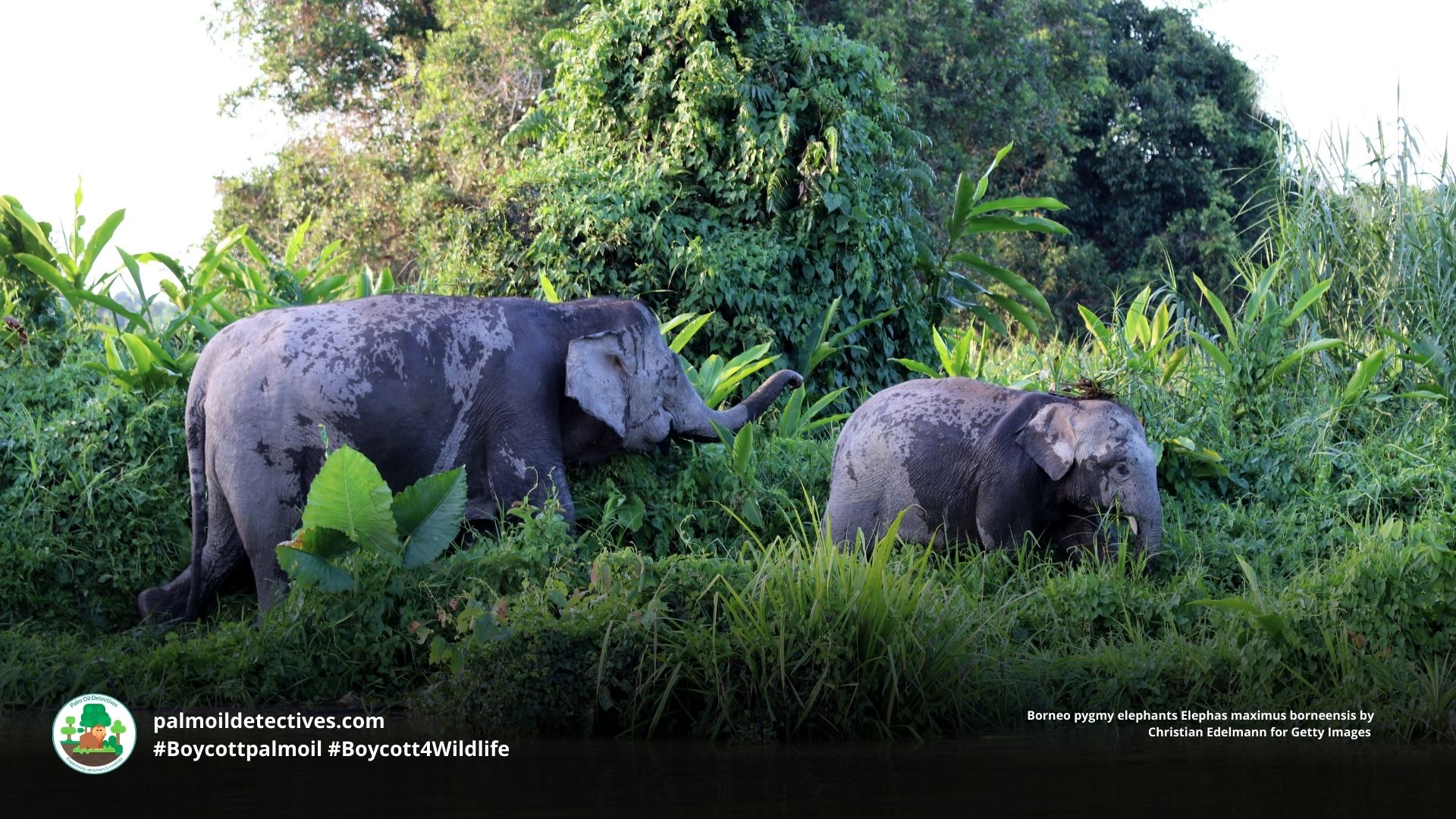 Borneo pygmy elephants Elephas maximus borneensis playing together by the river 