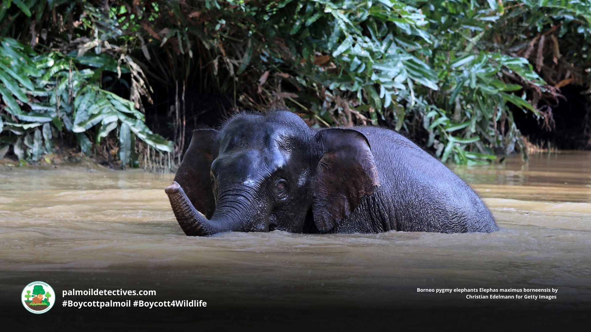 Borneo pygmy elephants Elephas maximus borneensis enjoying a dunk in the river 