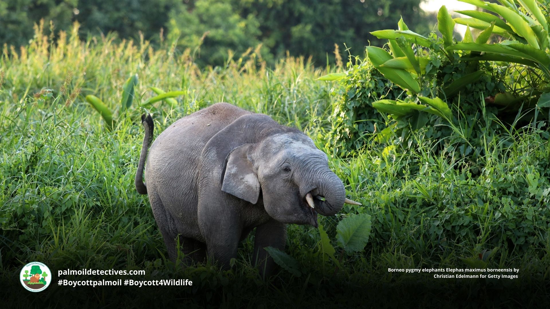 Borneo pygmy elephants Elephas maximus borneensis playing by the river 