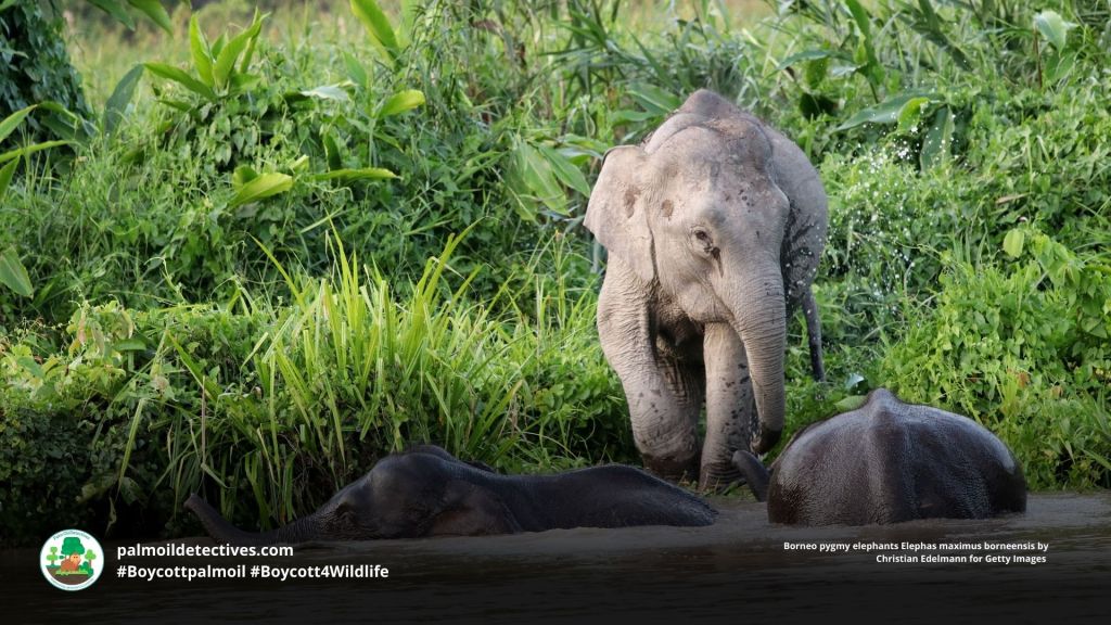 Borneo pygmy elephants Elephas maximus borneensis playing by the river