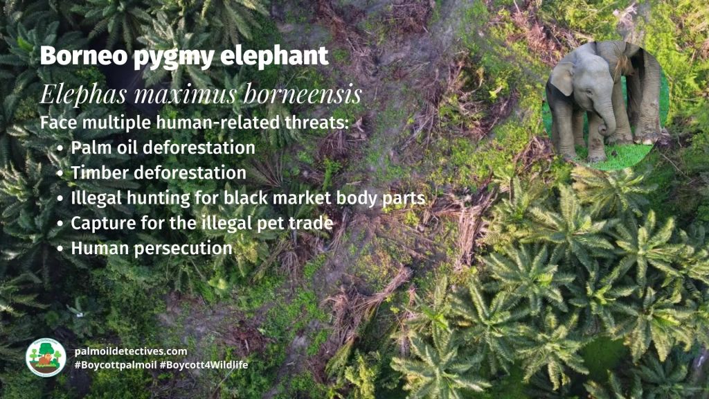 Borneo pygmy elephants Elephas maximus borneensis threats