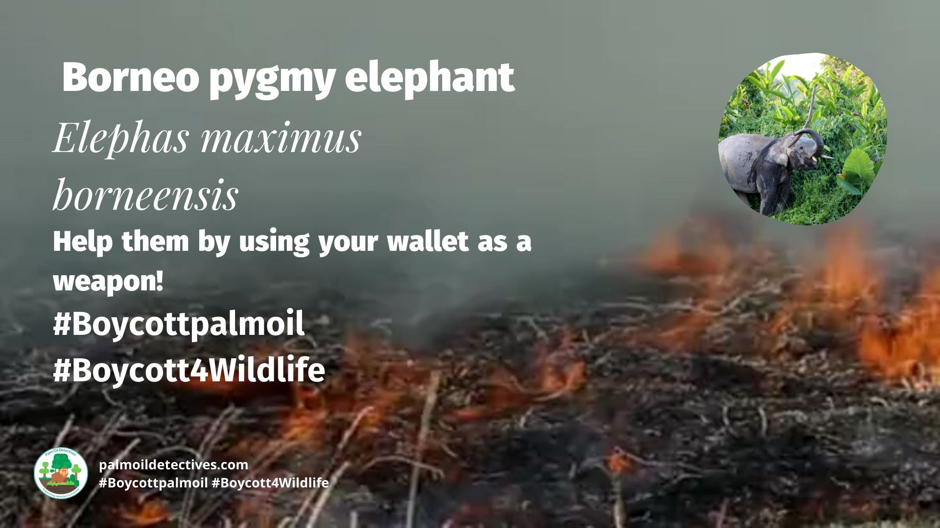 Borneo pygmy elephants Elephas maximus borneensis Boycott palm oil 