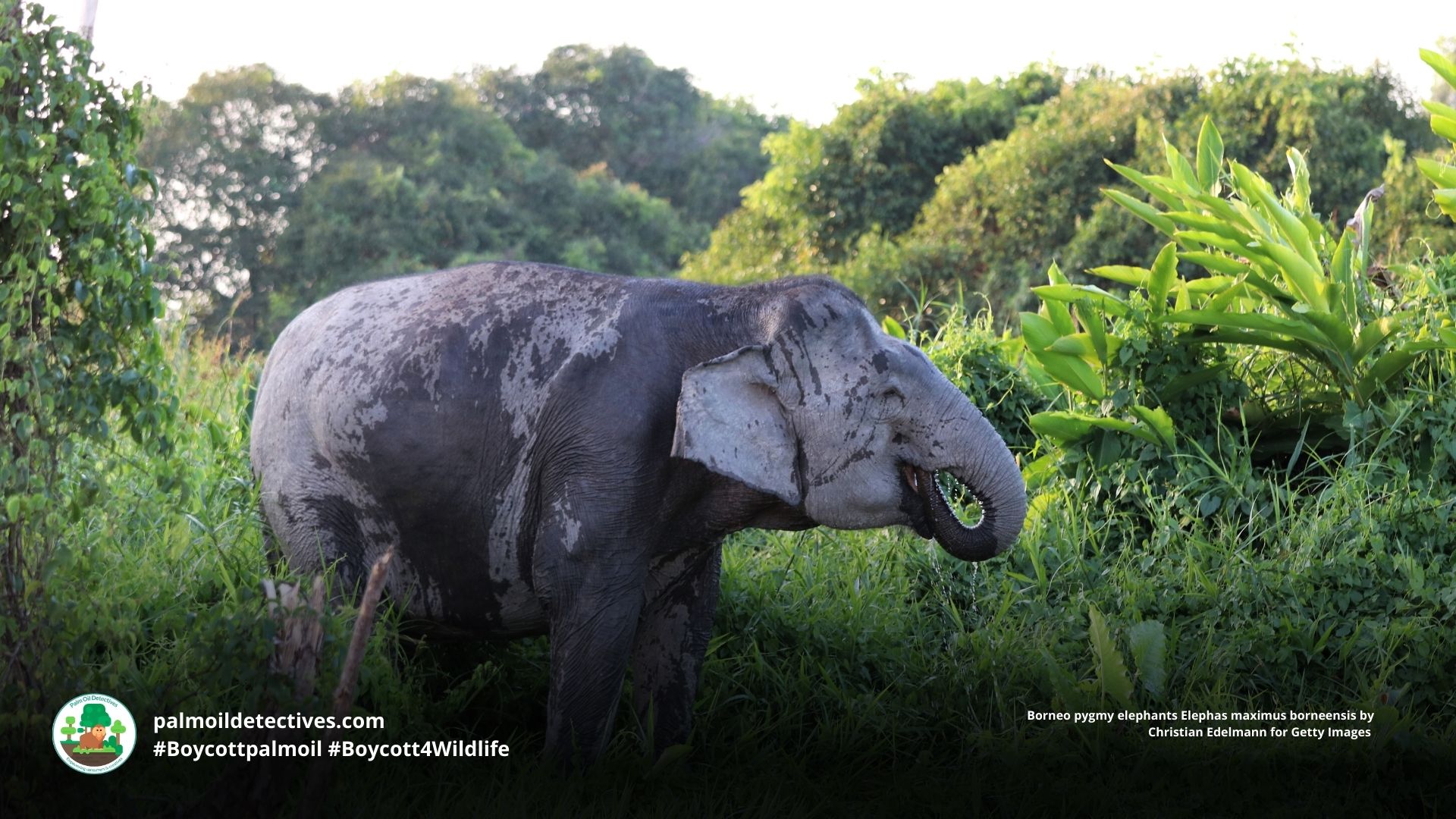 Borneo pygmy elephants Elephas maximus borneensis playing together by the river 