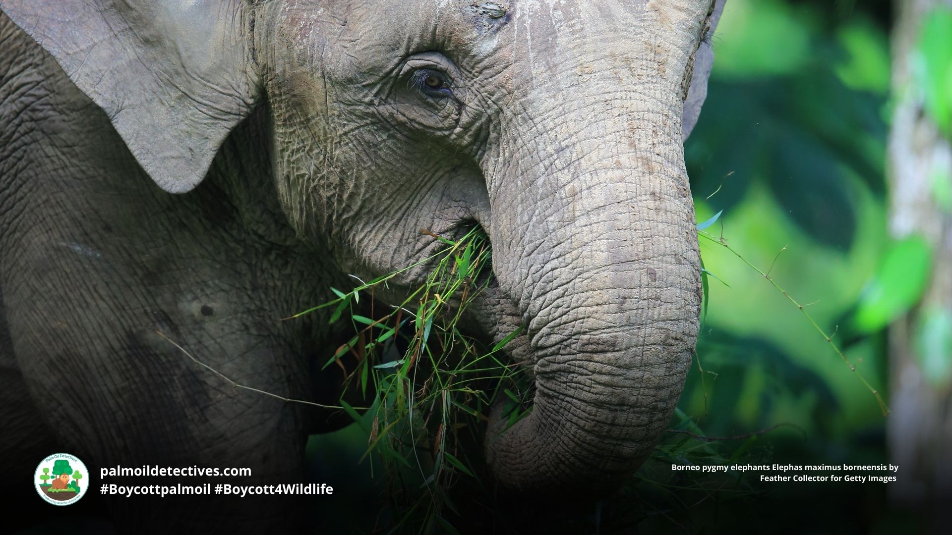 Borneo pygmy elephants Elephas maximus borneensis close-up of face 
