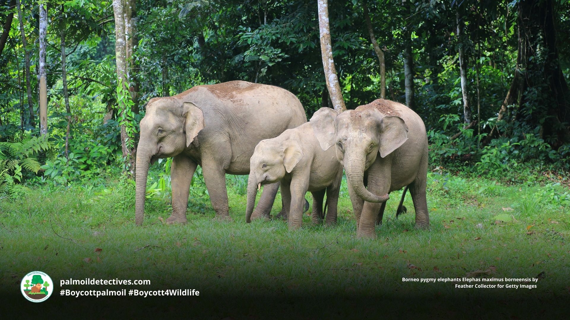 Borneo pygmy elephants Elephas maximus borneensis family walking together 