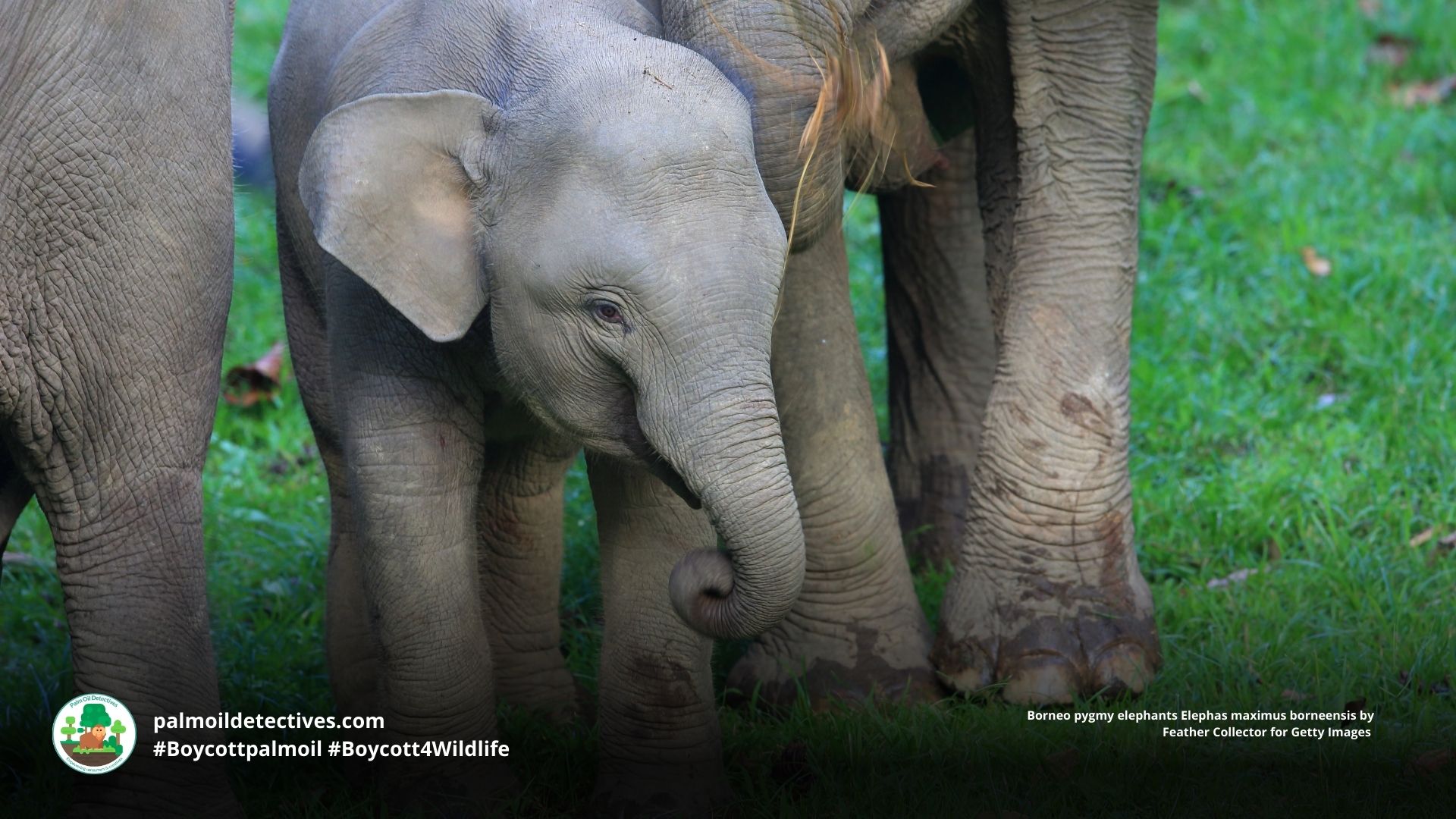 Borneo pygmy elephants Elephas maximus borneensis close-up of faces with mother and baby.  