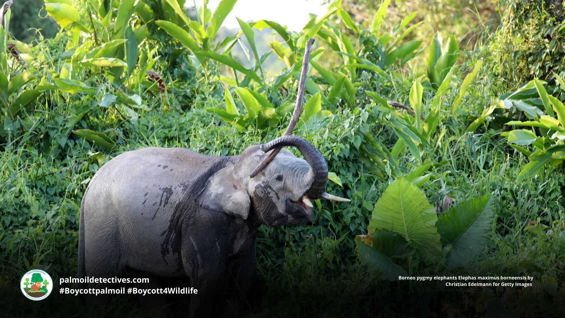 Borneo pygmy elephants Elephas maximus borneensis playing together and trumpeting by the river 