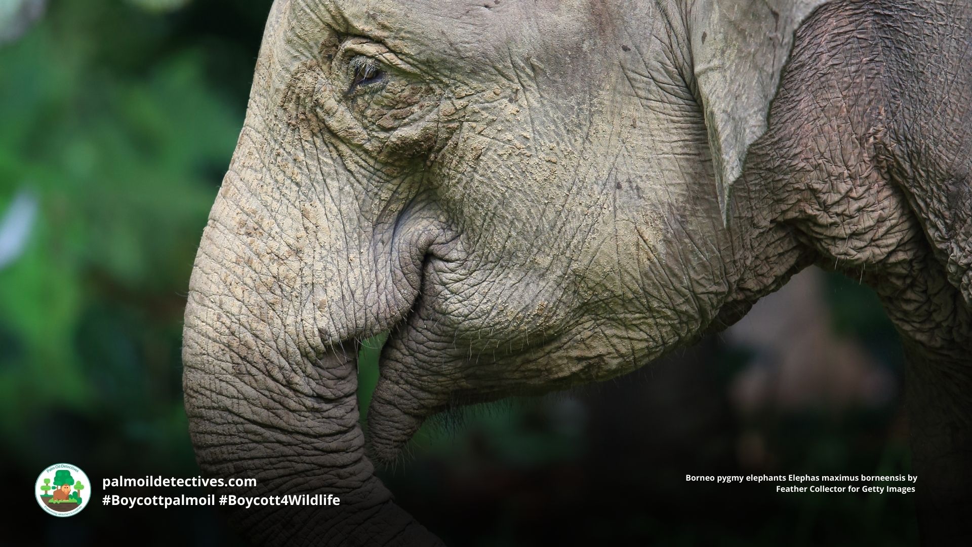 Borneo pygmy elephants Elephas maximus borneensis close-up of face 