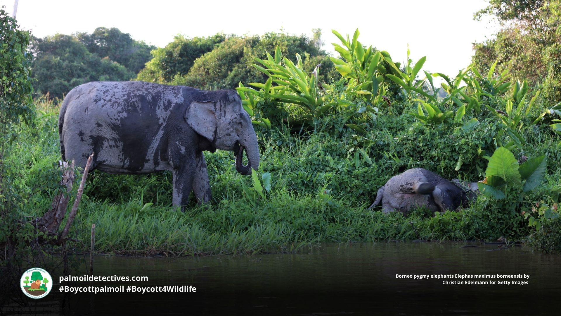 Borneo pygmy elephants Elephas maximus borneensis playing together and trumpeting by the river 