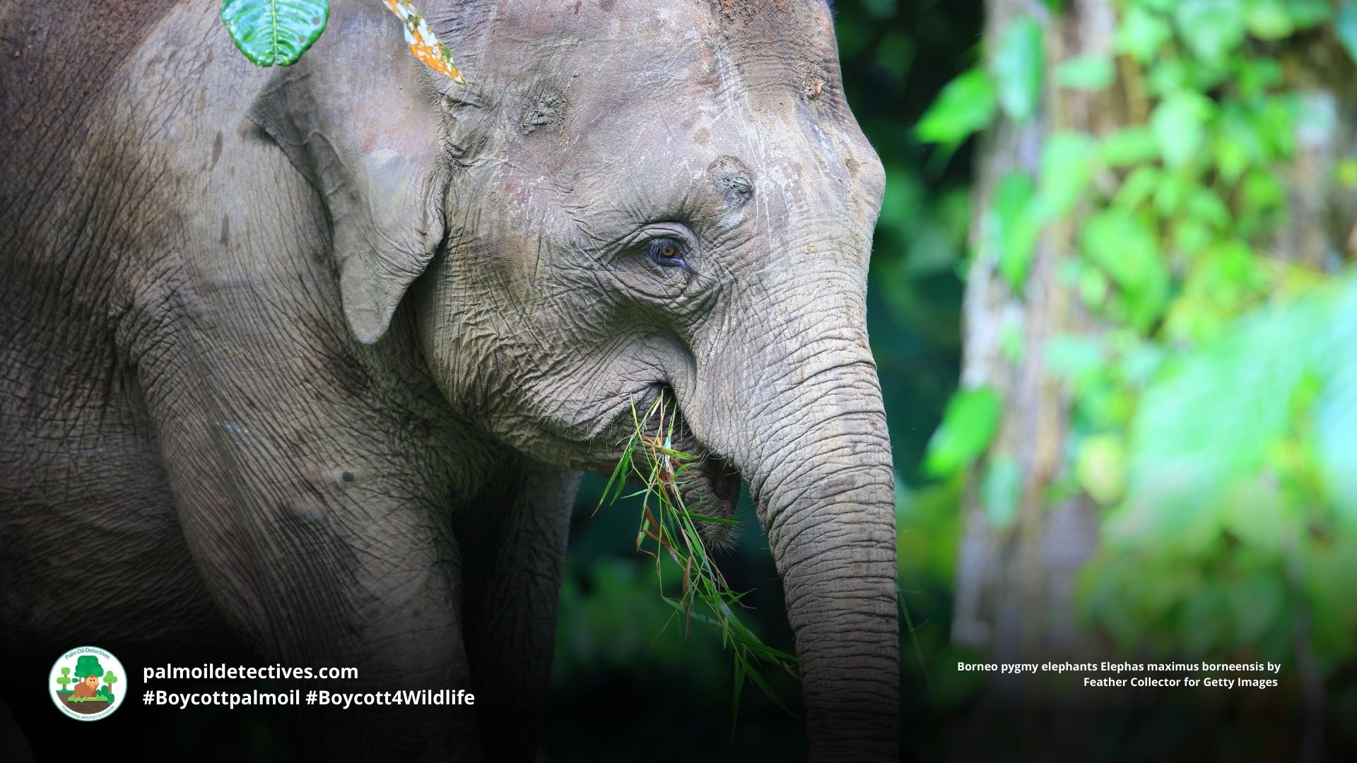 Borneo pygmy elephants Elephas maximus borneensis close-up of face 