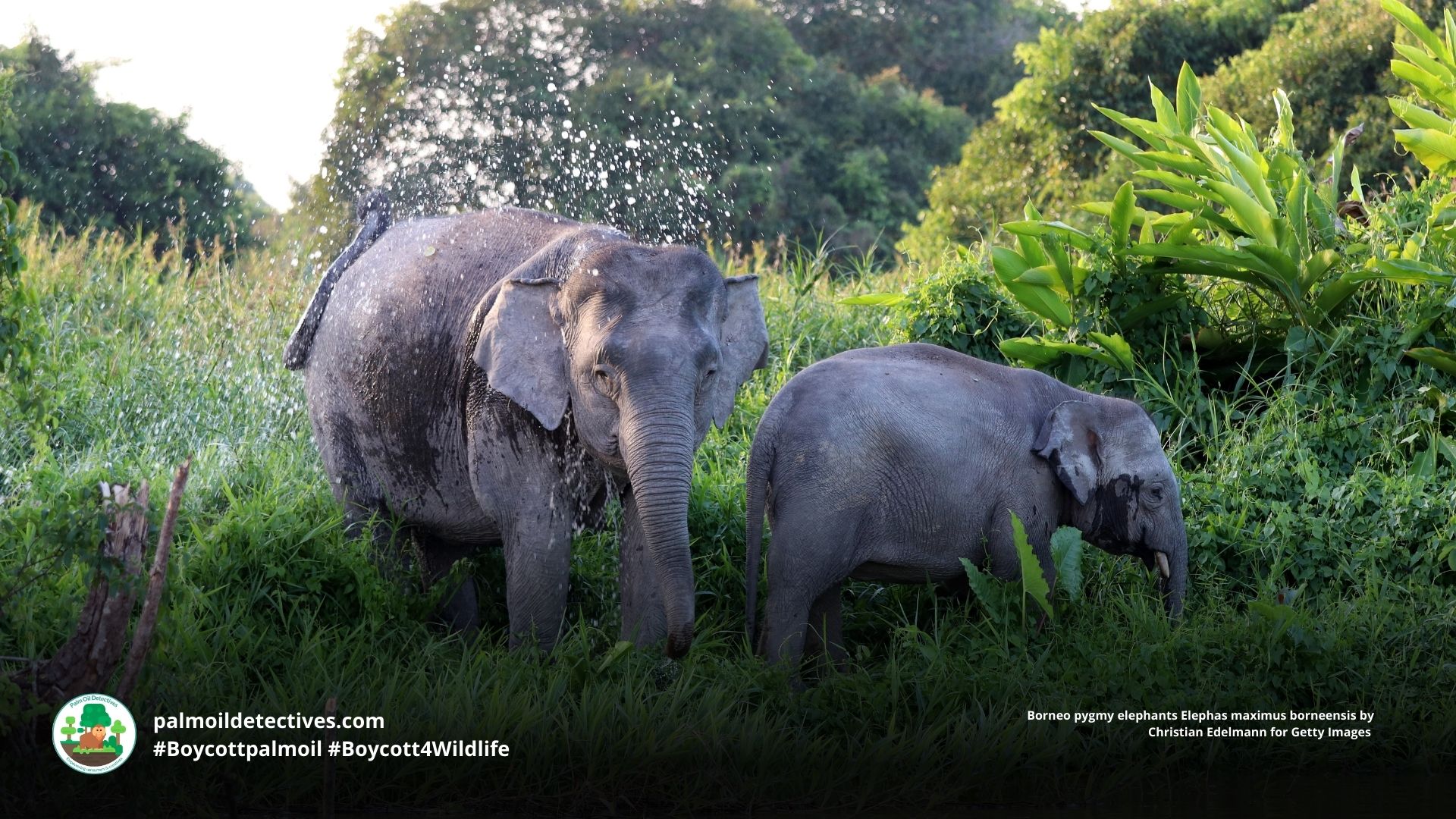 Borneo pygmy elephants Elephas maximus borneensis playing together by the river 