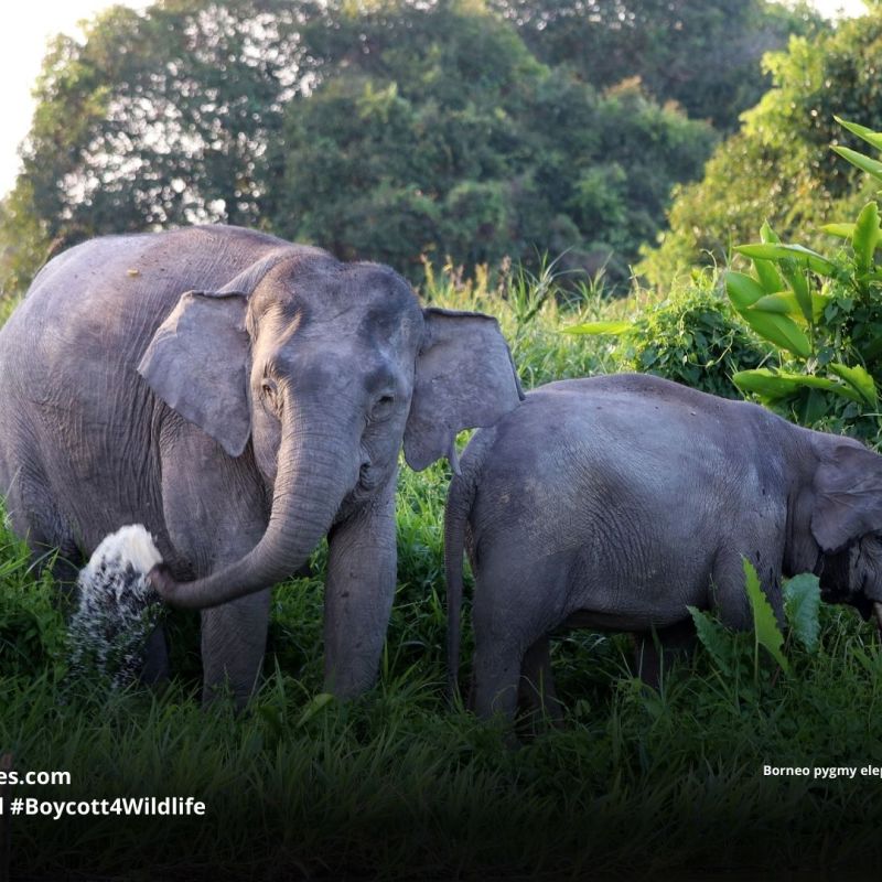 Borneo Pygmy Elephant Elephas maximus&nbsp;borneensis