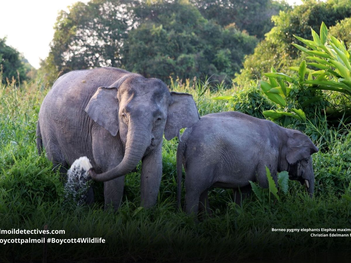 Borneo Pygmy Elephant Elephas maximus&nbsp;borneensis