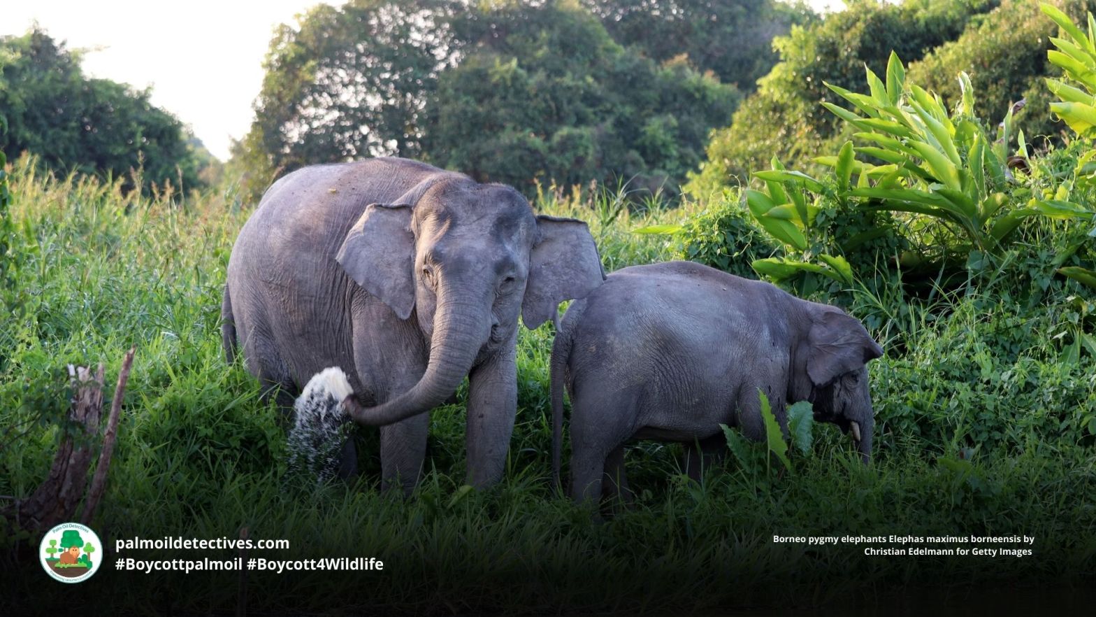Borneo pygmy elephants Elephas maximus borneensis