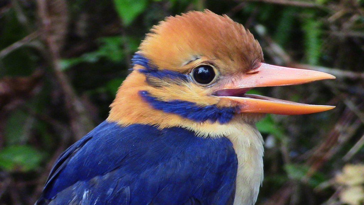 Bougainville Moustached Kingfisher Actenoides bougainvillei