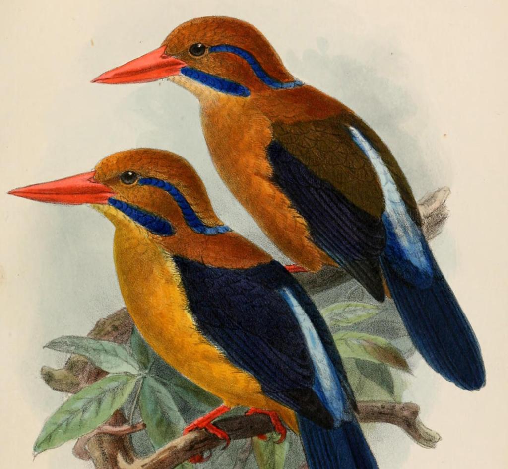 Bougainville Moustached Kingfisher by J. G. Keulemans print from 1905.
