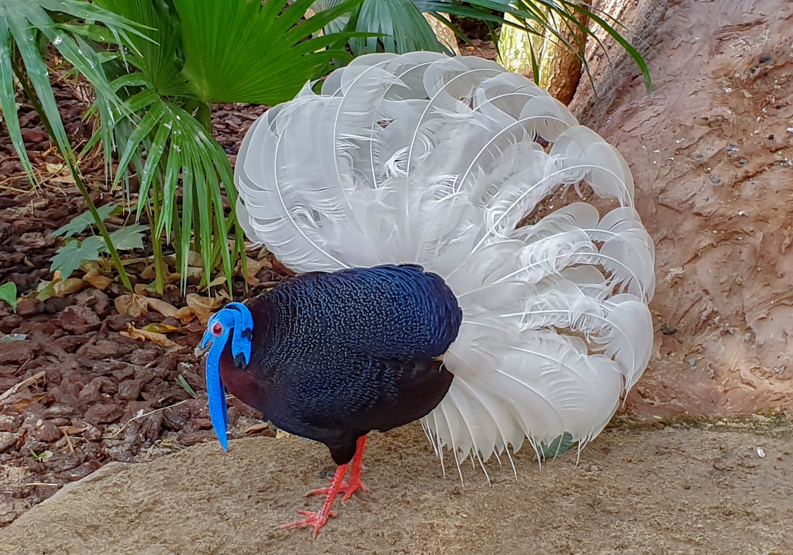 Bulwer's Pheasant Lophura bulweri