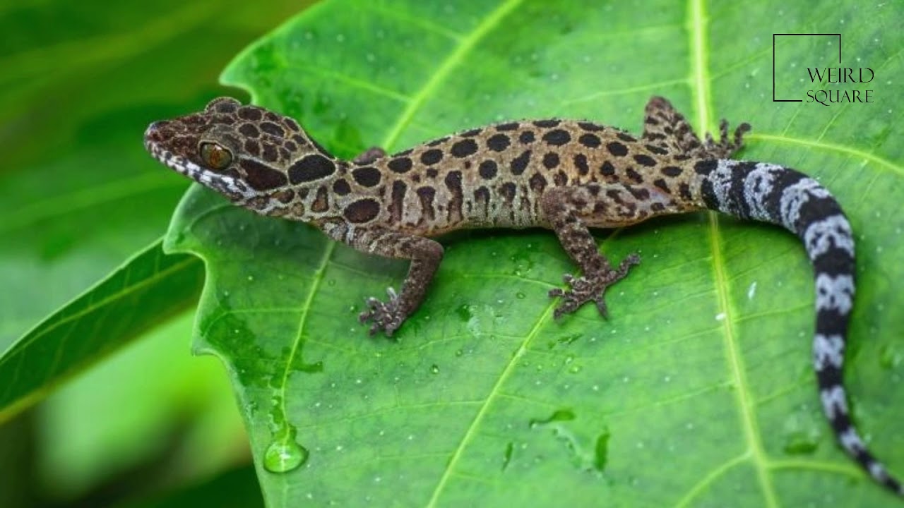 Cameron Highlands bent-toed gecko Cyrtodactylus trilatofasciatus