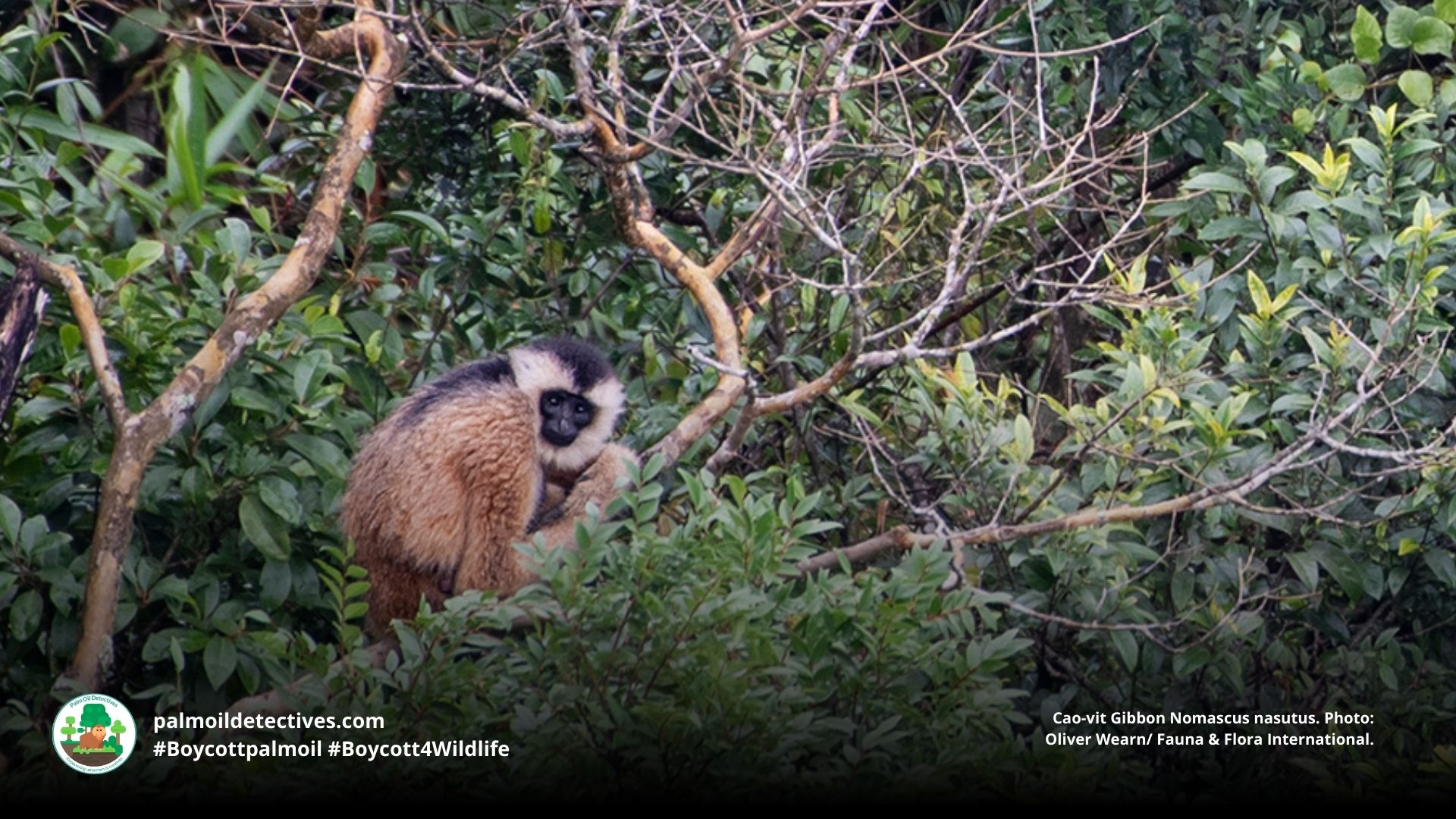 Cao-vit Gibbon Nomascus nasutus shy and reclusive