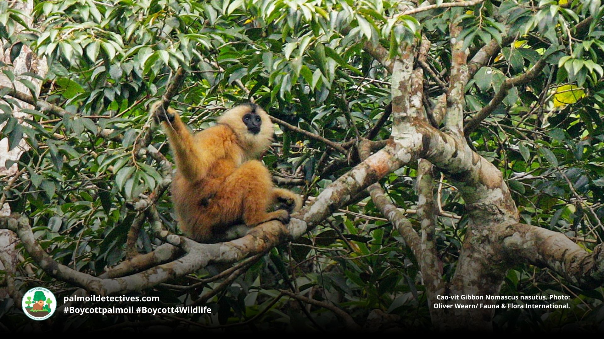 Cao-vit Gibbon Nomascus nasutus in a tree