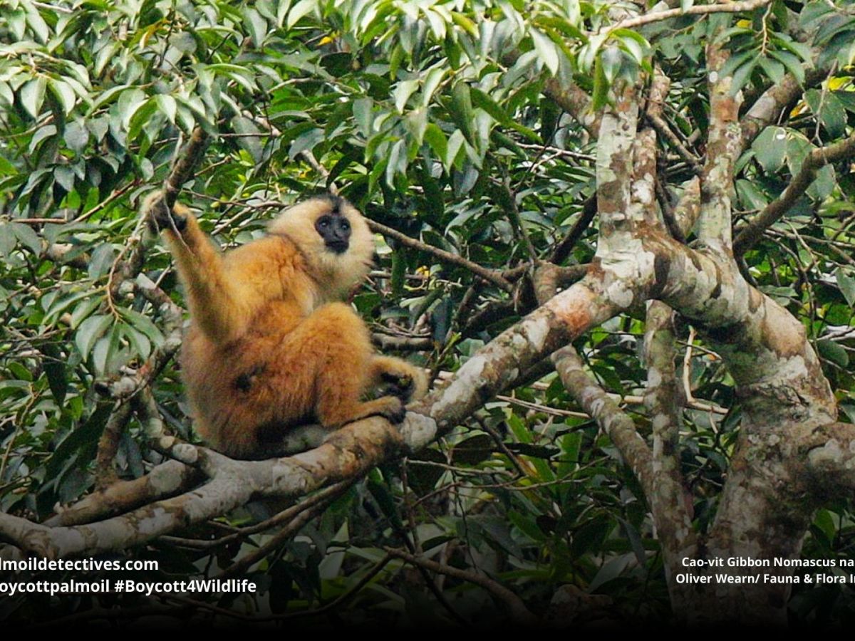 Cao-vit Gibbon Nomascus&nbsp;nasutus