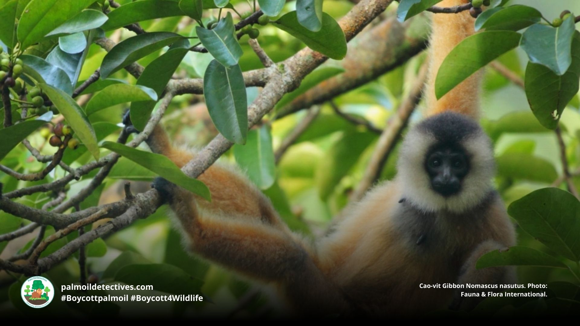 Cao-vit Gibbon Nomascus nasutus mother and baby