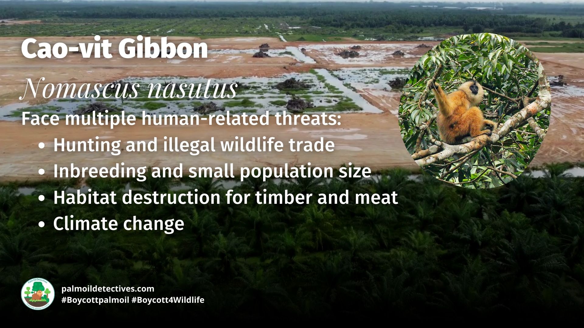 Cao-vit Gibbon Nomascus nasutus threats