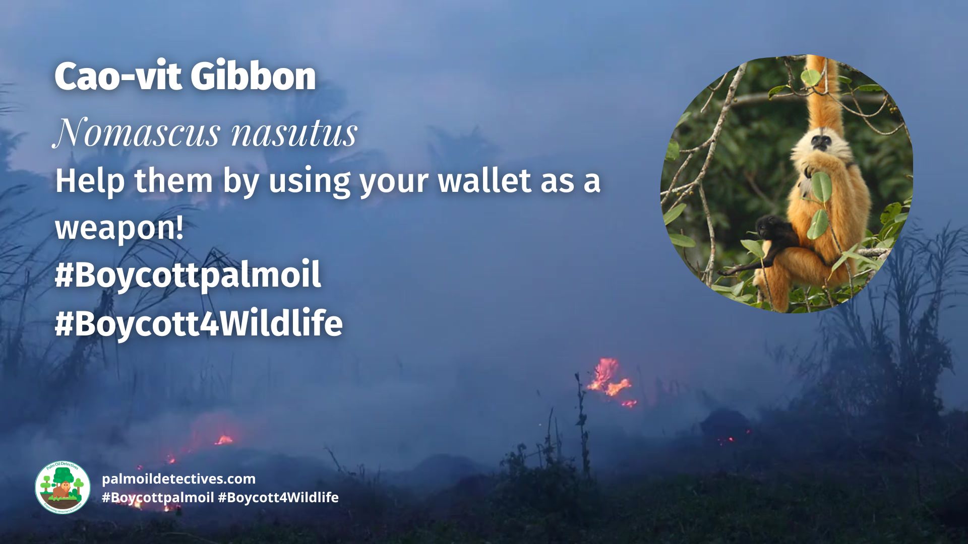 Cao-vit Gibbon Nomascus nasutus boycott