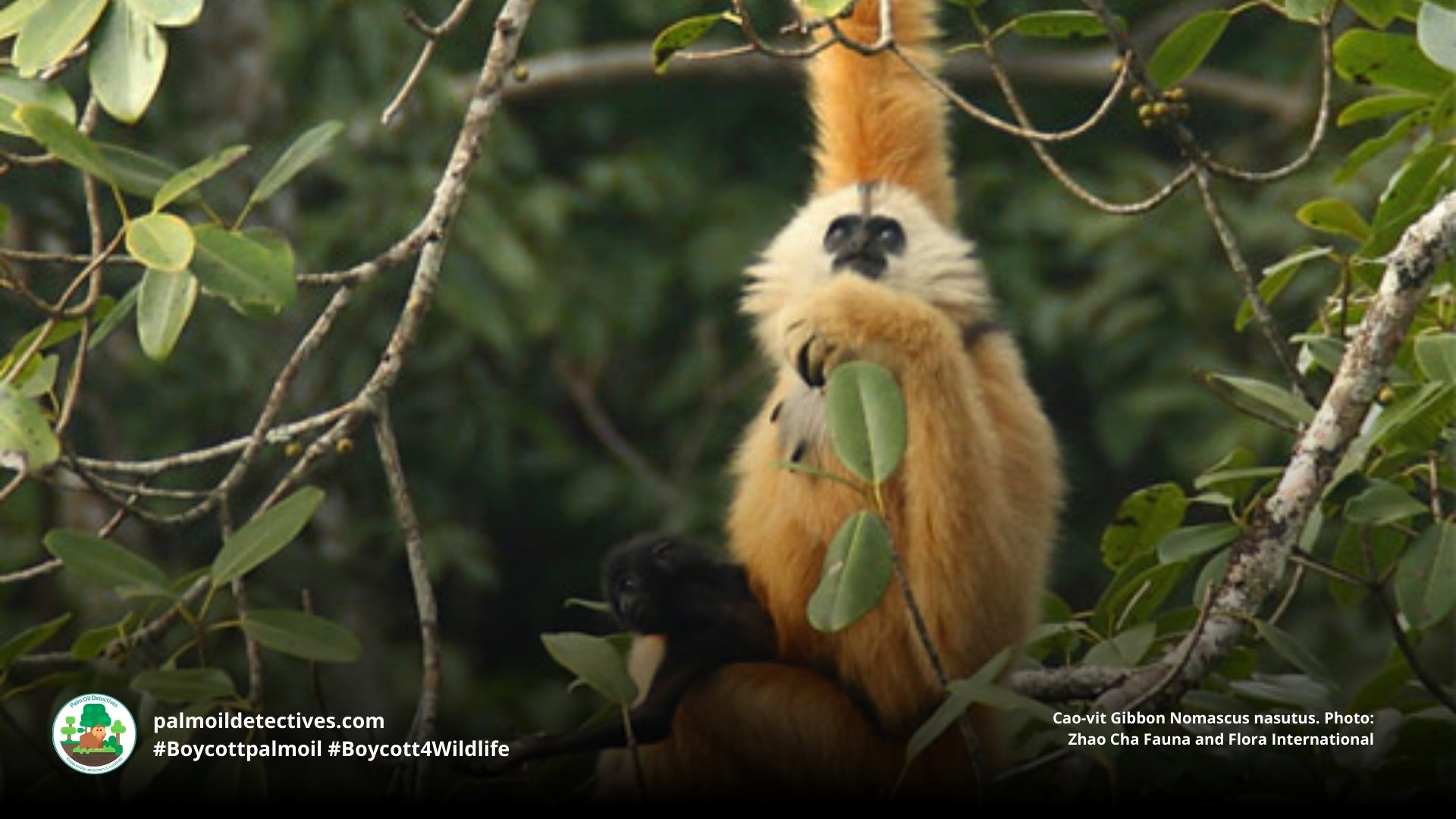Cao-vit Gibbon Nomascus nasutus looking for food