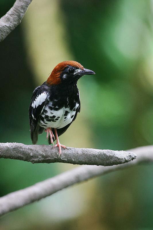 Chestnut-capped Thrush Geokichla interpres