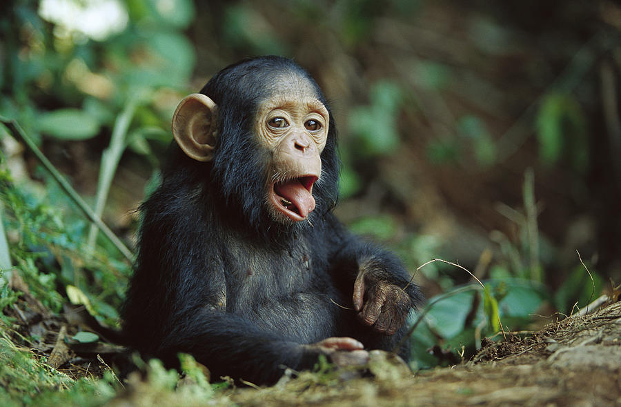 Chimpanzee Pan troglodytes