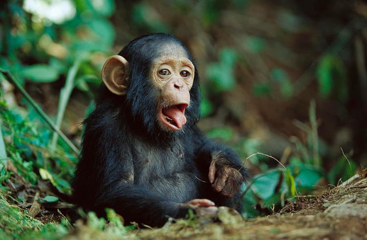 Chimpanzee Pan troglodytes