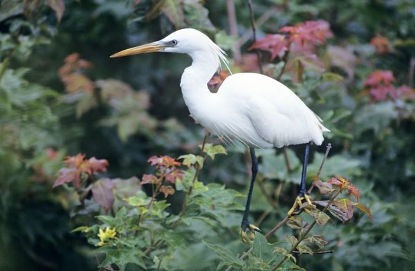 Chinese egret Egretta eulophotes