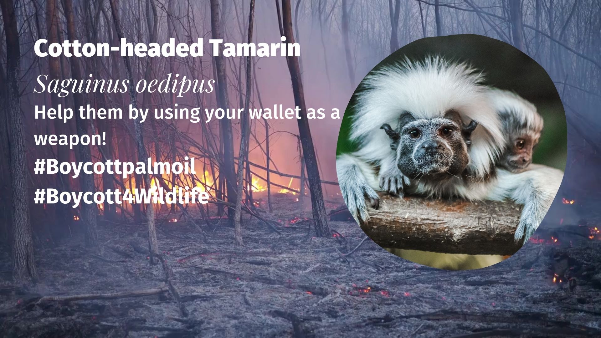 Cotton-headed Tamarin Saguinus oedipus boycott palm oil