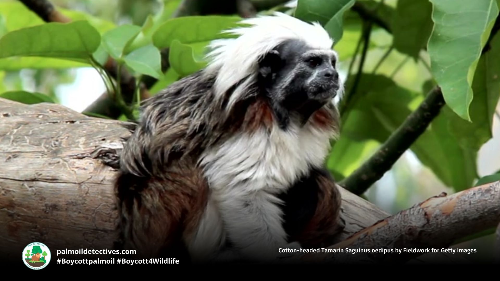 Cotton-headed Tamarin Saguinus oedipus by Fieldwork for Getty Images