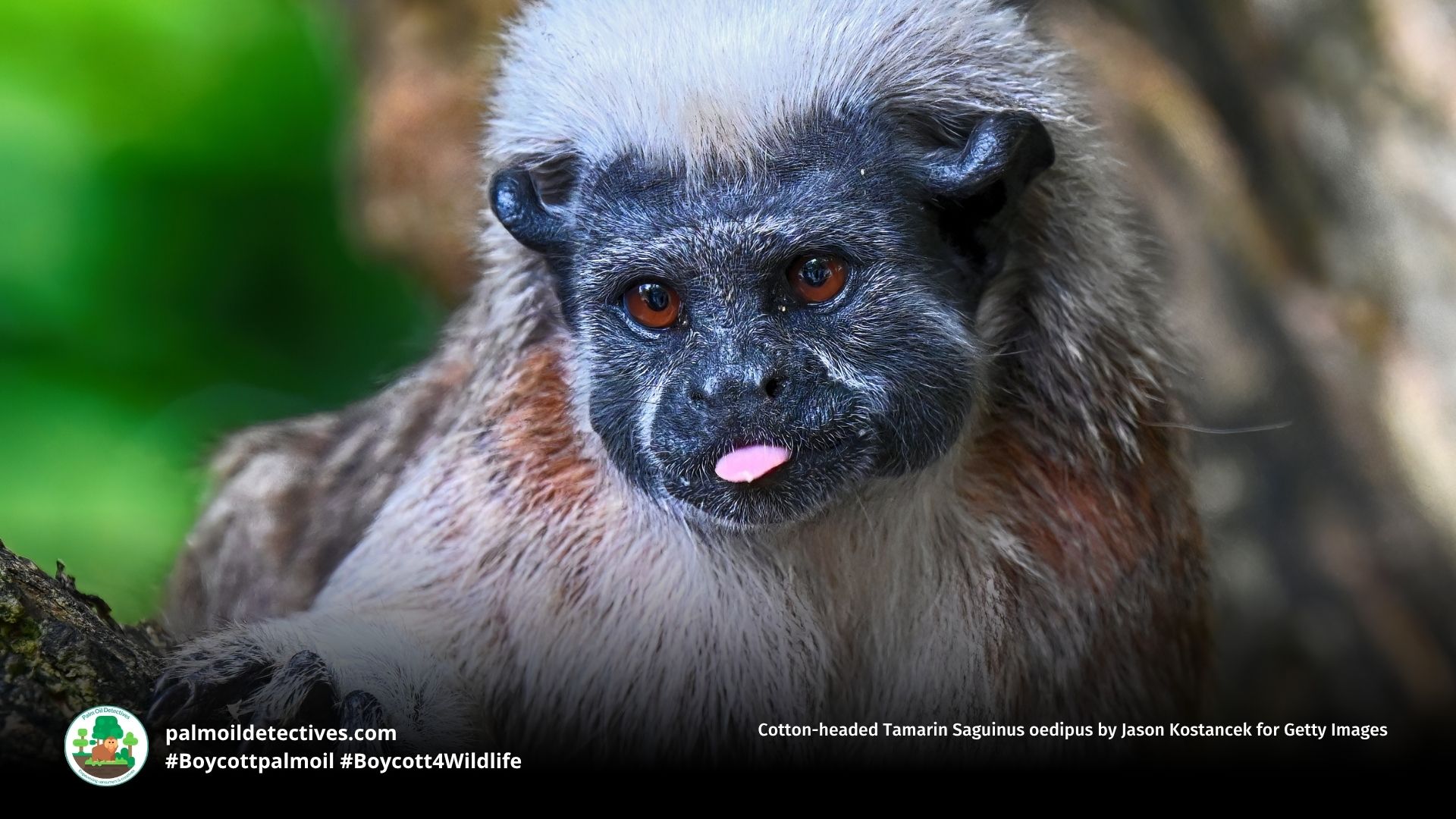 Cotton-headed Tamarin Saguinus oedipus by Jason Kostancek for Getty Images