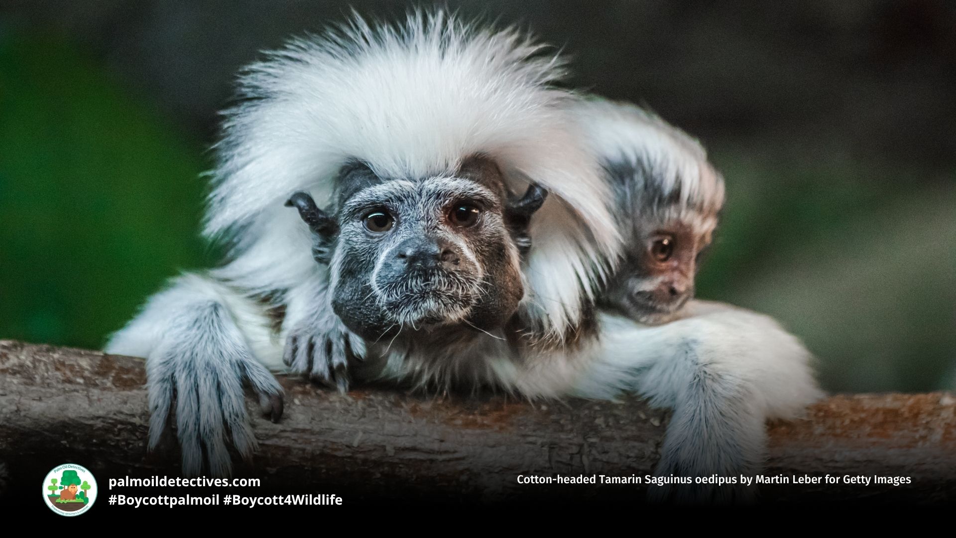 Cotton-headed Tamarin Saguinus oedipus by Martin Leber for Getty Images