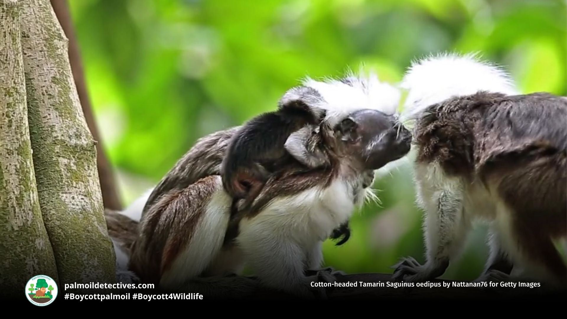 Cotton-headed Tamarin Saguinus oedipus by Nattanan76 for Getty Images (2)