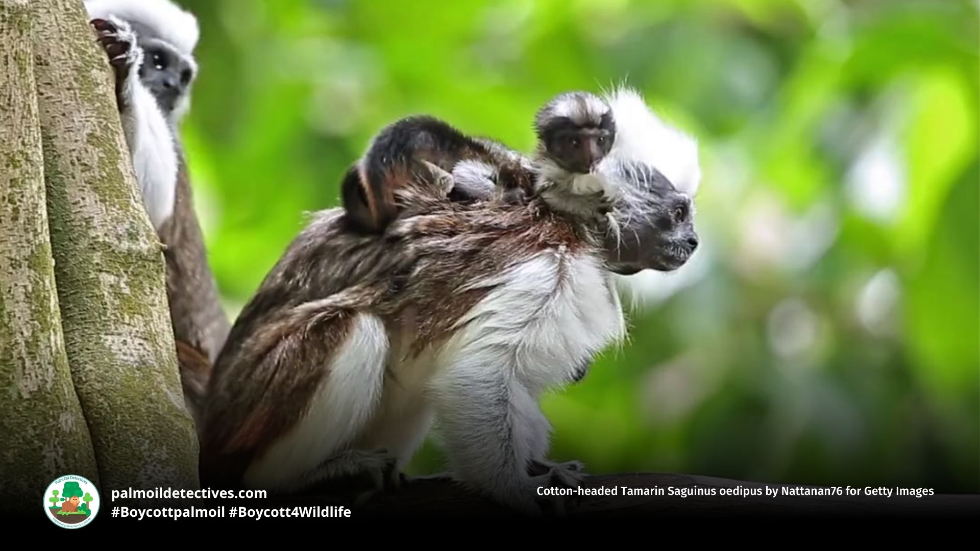 Cotton-headed Tamarin Saguinus oedipus by Nattanan76 for Getty Images