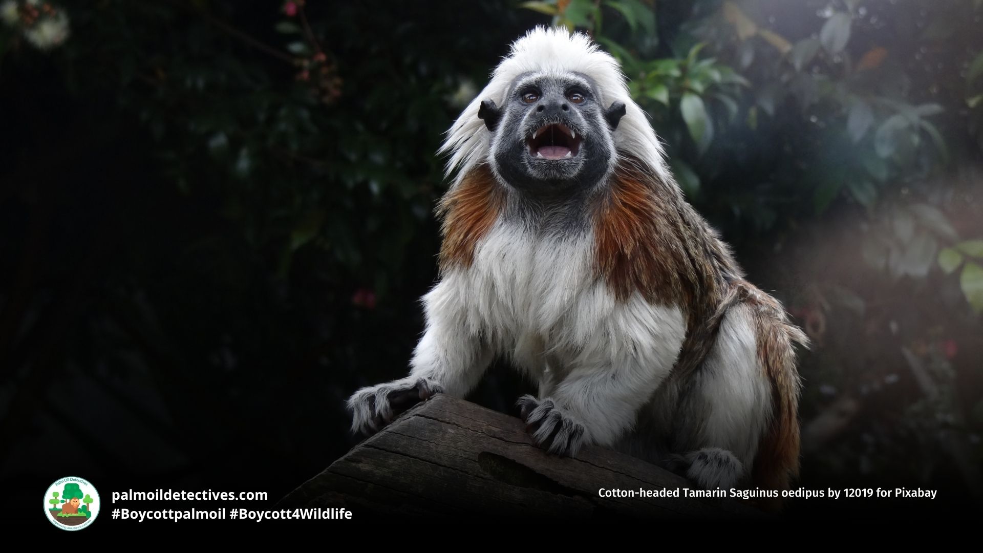 Cotton-headed Tamarin Saguinus oedipus GSMCity for Getty Images (2)