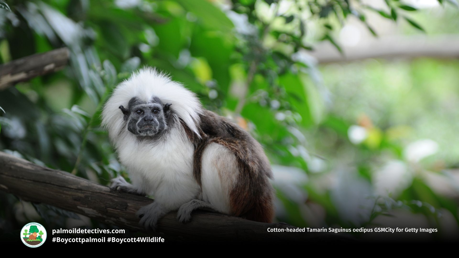 Cotton-headed Tamarin Saguinus oedipus GSMCity for Getty Images