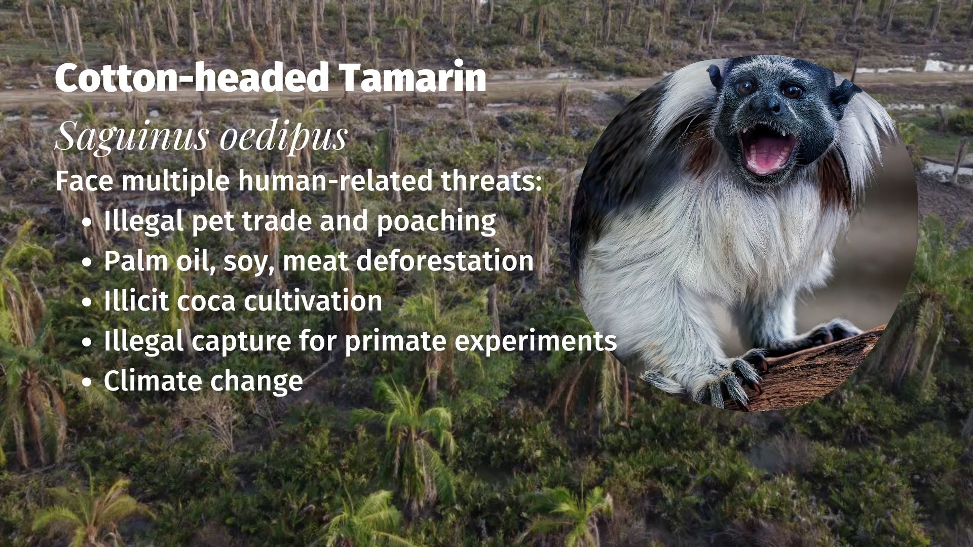 Cotton-headed Tamarin Saguinus oedipus threats