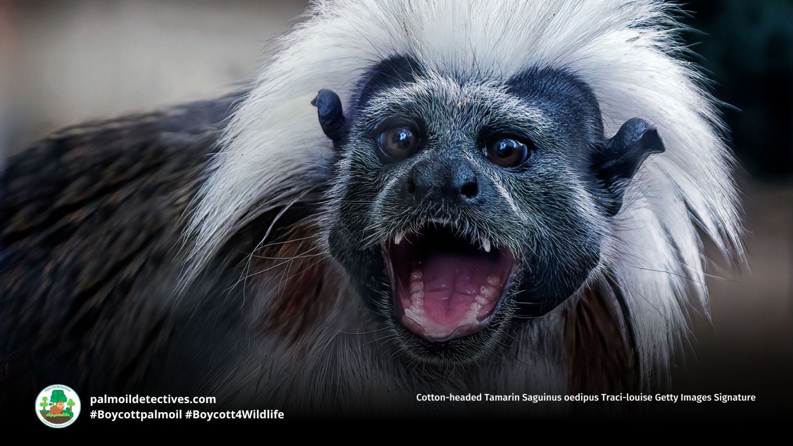 Cotton-headed Tamarin Saguinus oedipus Traci-louise Getty Images Signature