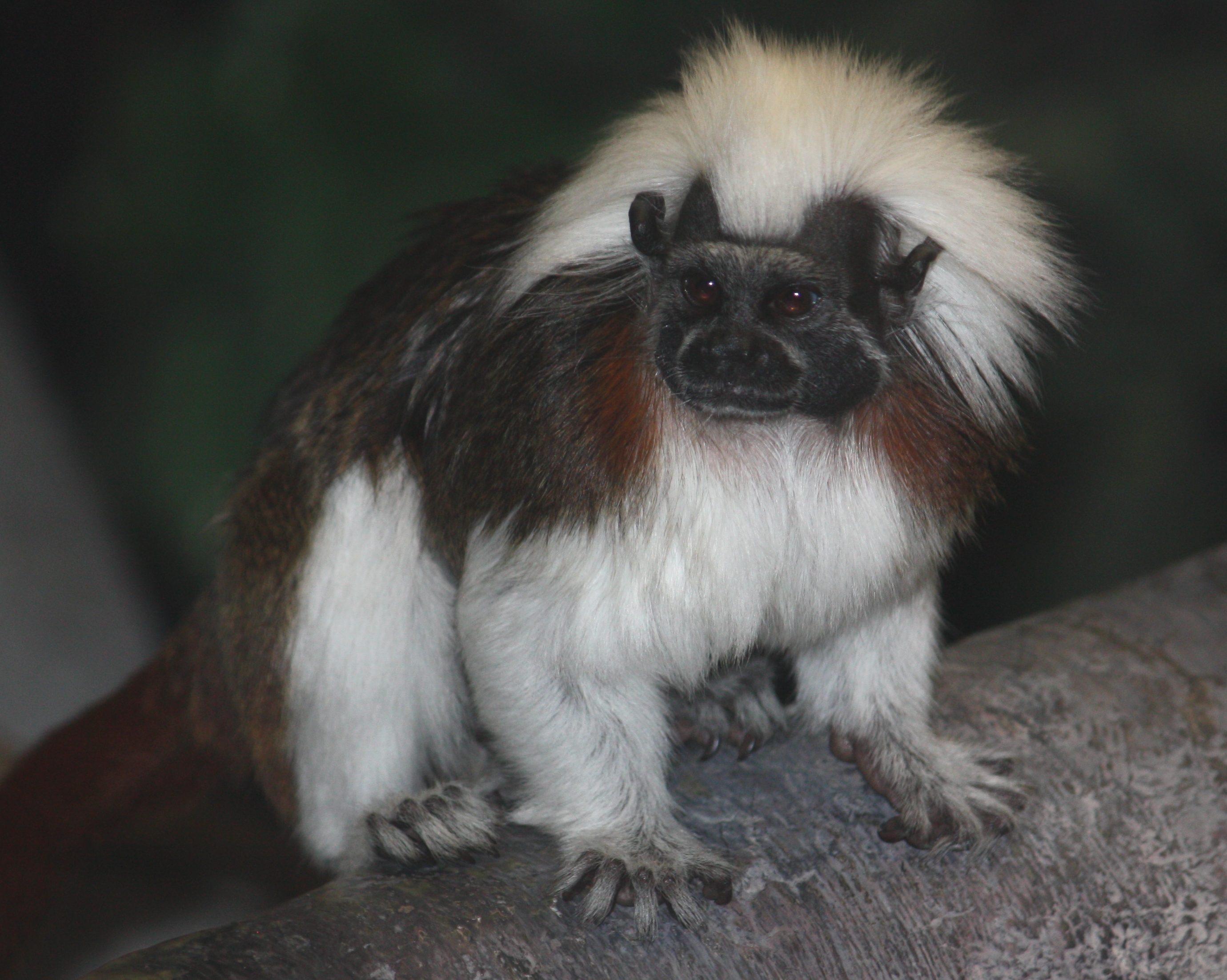 Cotton-headed Tamarin Saguinus oedipus