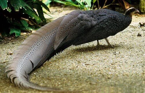 Crested Argus Rheinardia ocellata
