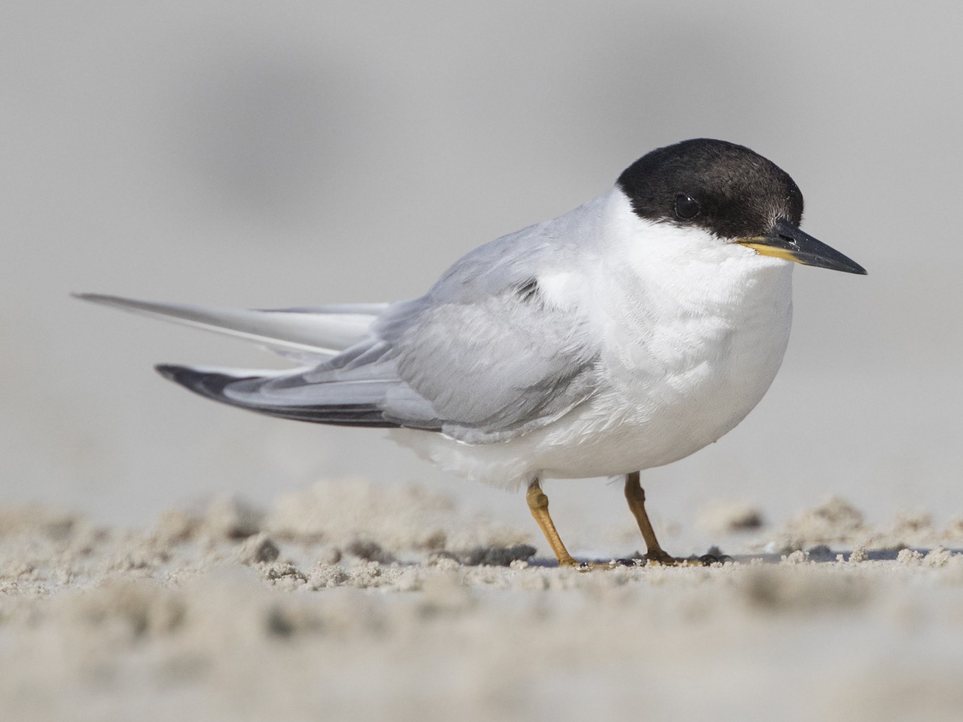 Damara Tern Sternula balaenarum