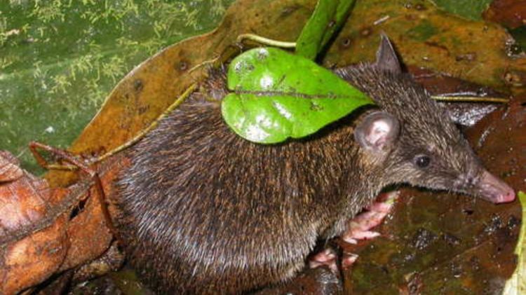 David's Echymipera Echymipera davidi