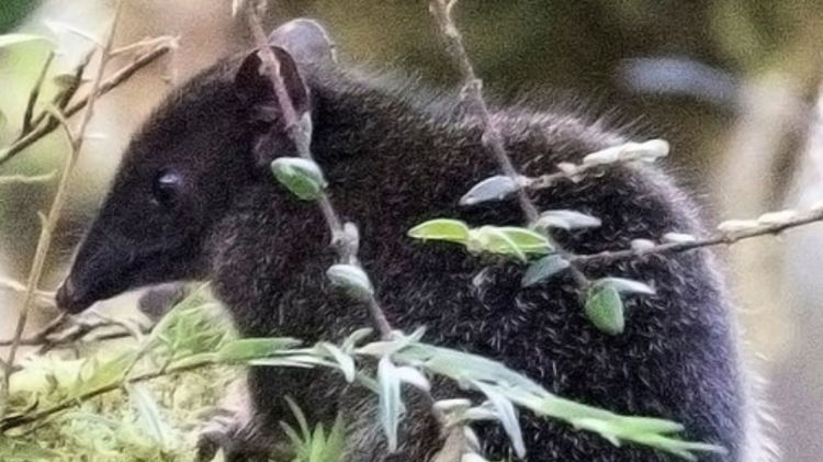 David's Echymipera Echymipera davidi