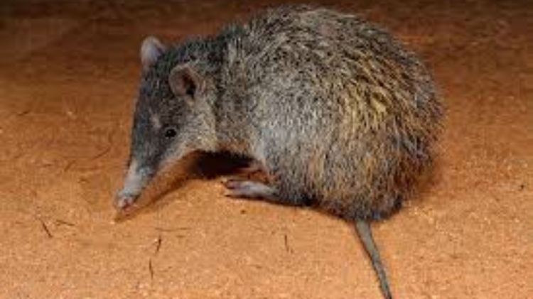 David's Echymipera Echymipera davidi